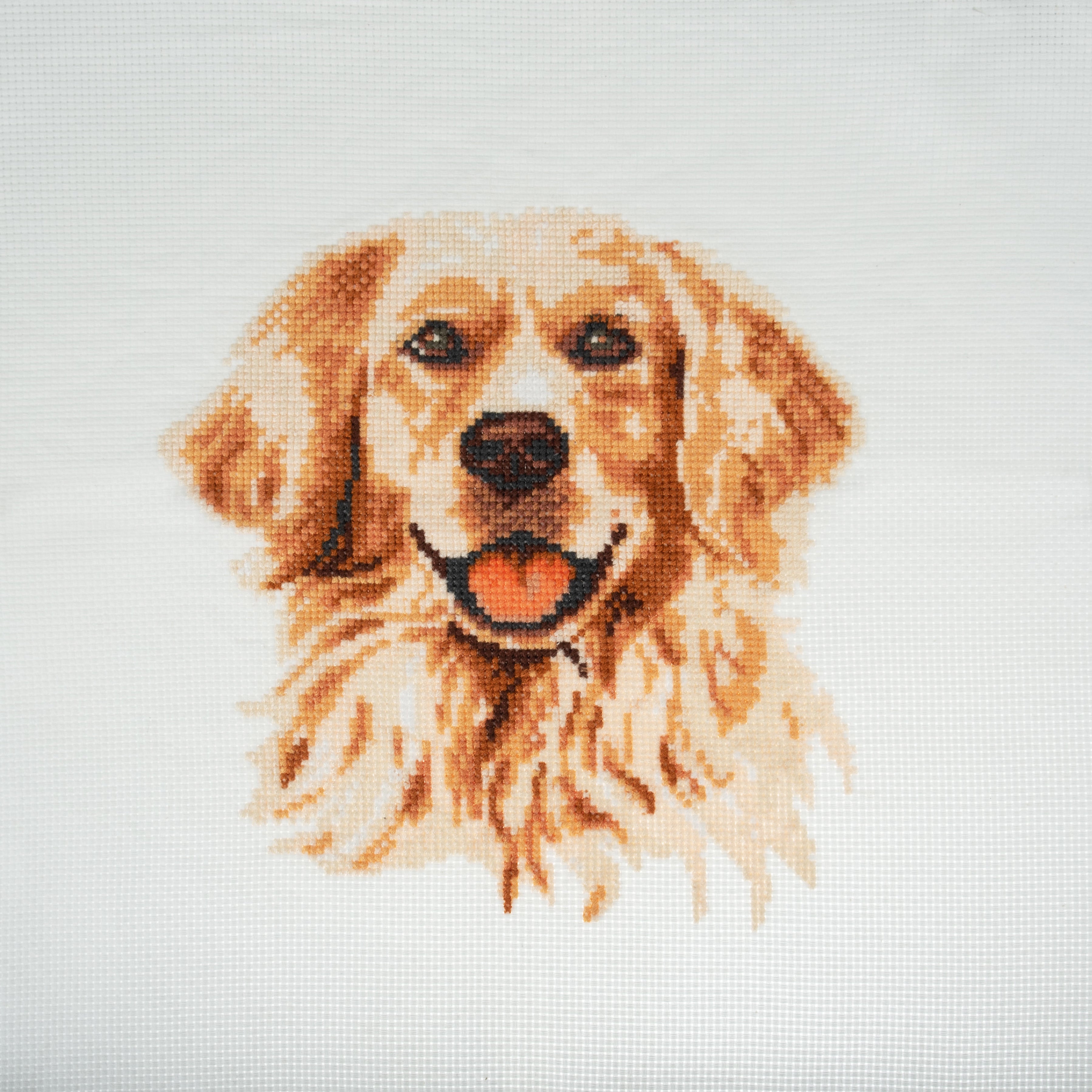 Trimits Counted Cross Stitch Kit Ð Large: Golden Lab Retriver , 36x36cm, Includes Aida Fabric, Pre-Sorted Threads, Needle, Personalizing Alphabet, Instructions in English, French, German