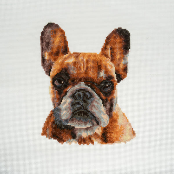 Trimits Counted Cross Stitch Kit Ð Large: French Bulldog, 36x36cm, Includes Aida Fabric, Pre-Sorted Threads, Needle, Personalizing Alphabet, Instructions in English, French, German