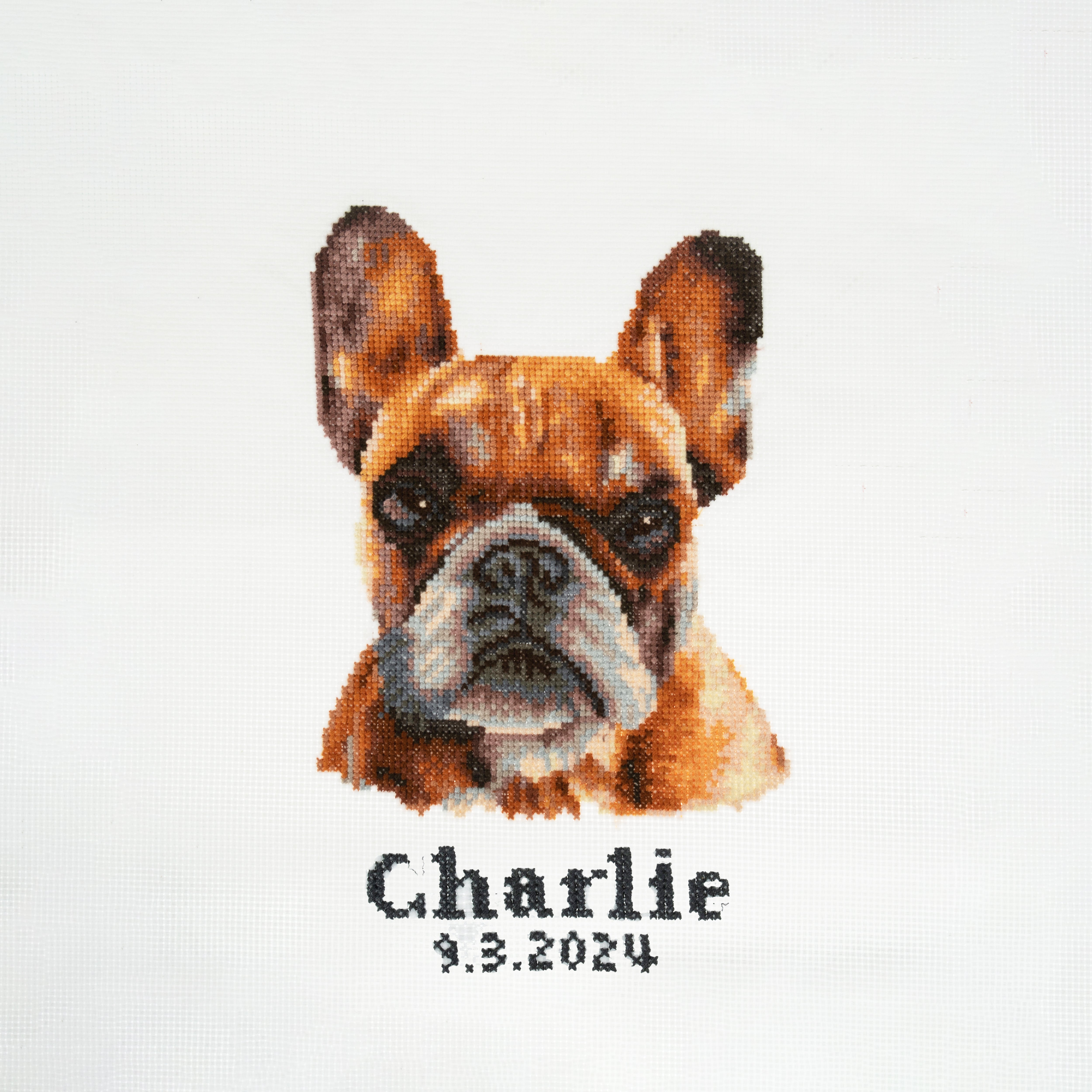 Trimits Counted Cross Stitch Kit Ð Large: French Bulldog, 36x36cm, Includes Aida Fabric, Pre-Sorted Threads, Needle, Personalizing Alphabet, Instructions in English, French, German