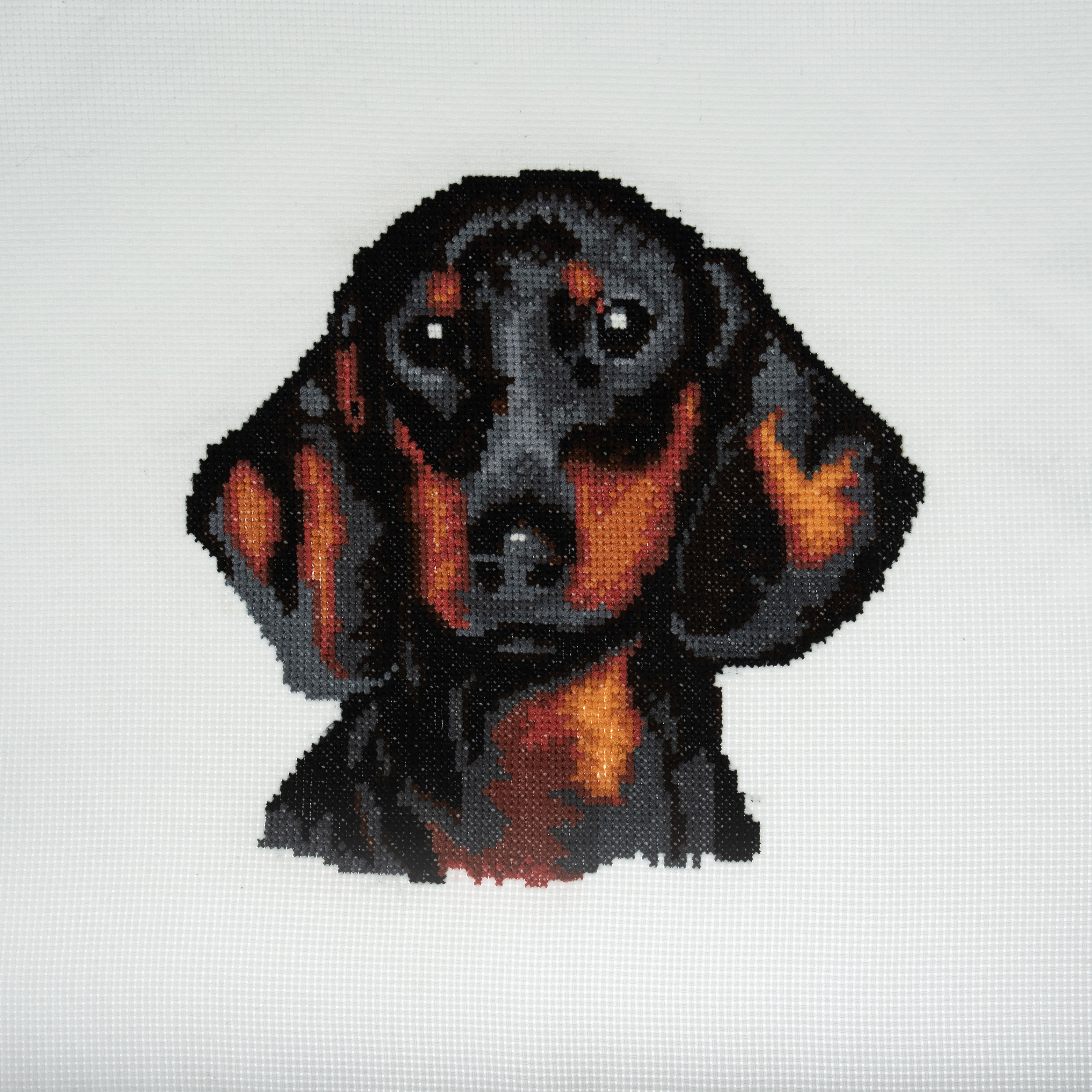 Kit de punto de cruz contado Trimits Ð Grande: Dachshund, 36x36cm, incluye tela Aida, hilos preclasificados, aguja, alfabeto personalizable, instrucciones en inglés, francés y alemán