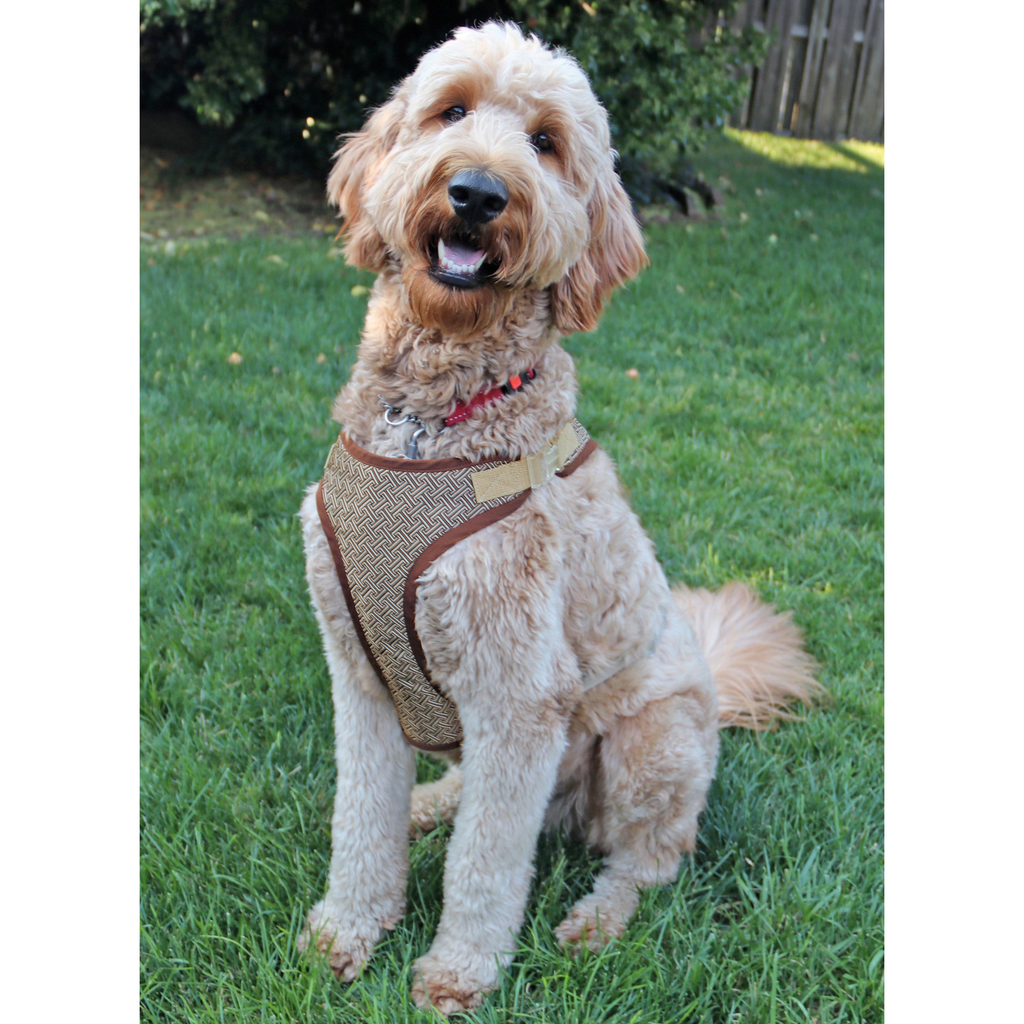 Simplicity Sewing Pattern S9664 DOG HARNESS IN SIZES S-M-L AND LEASH WITH TRIM OPTIONS